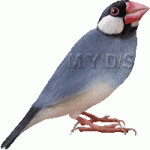 ziolando